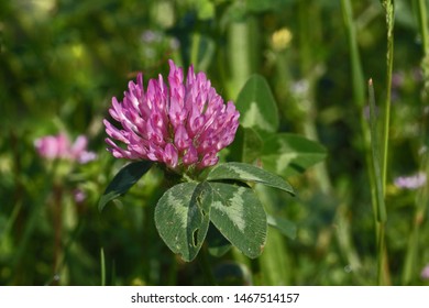 214 Vermont state flower Images, Stock Photos & Vectors | Shutterstock