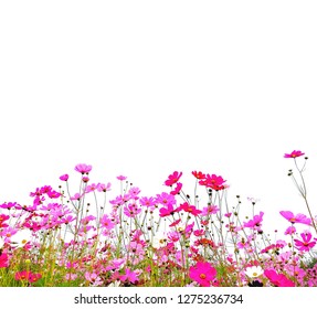 Pink And Red Cosmos Flower On White Background.