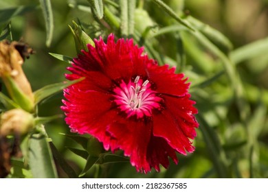 Pink And Red Dianthus Flower