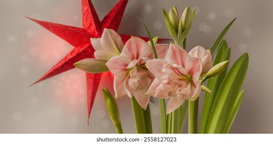 Pink- red double hippeastrum (amaryllis) "First love" and red paper lightning lantern in star form christmas decoration (mass production) on gray background. Background for banner, calendar, postcards - Powered by Shutterstock