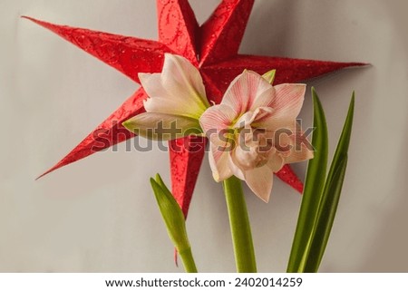 Pink- red double hippeastrum (amaryllis) 