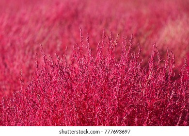 Red Bassia Scoparia Stock Photo 134808458 | Shutterstock