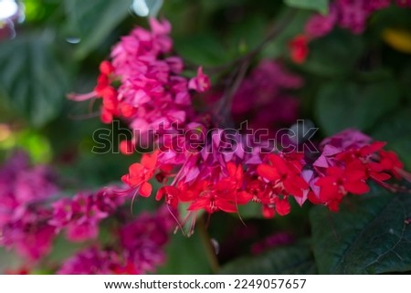 Pink and red flowers of bleeding heart vine closeup on green leaves background. Purple and red blossoms of Clerodendrum thomsoniae, bleeding heart glory-bower on a sunny day. Tropical nature wallpaper