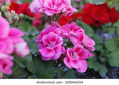 Pink and red flowers green plants - Shutterstock ID 1690456354