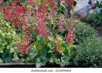 pink and red geyhera in the garden, close-up with a blurred background, in the rays of the sun. bush of Heuchera in full growth - Shutterstock ID 2112994424