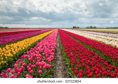 pink, red and orange tulip field in North Holland during spring