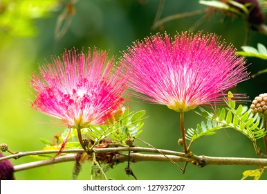 powder puff flower