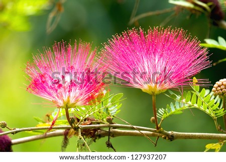 Similar – Image, Stock Photo puff flowers