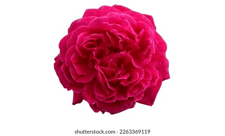 pink red rose flower isolated on white background. Red bright color.