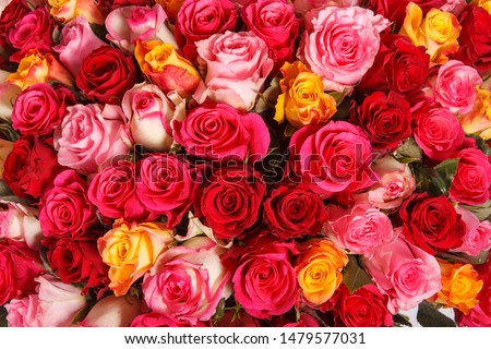 Pink and red rose flowers bouquet. Colorful romantic decoration of assorted roses. Nature floral background