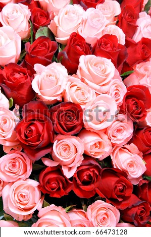 pink and red roses