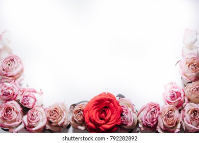 Pink and red roses buds on white background. Flat lay, top view. Valentines background - Shutterstock ID 792282892