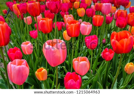 Pink and red tulip display at annual tulip festival in Albany, New York.