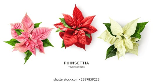 Pink red white poinsettia christmas star flower leaves collection isolated on white background. Creative layout. Design element.  Christmas advent holiday symbol. Flat lay, top view
 - Powered by Shutterstock