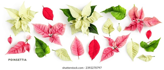 Pink red white poinsettia christmas star flower leaves collection isolated on white background. Creative layout. Design element.  Christmas advent holiday symbol. Flat lay, top view
 - Powered by Shutterstock