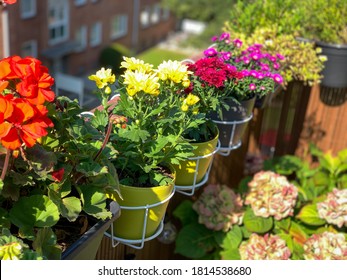 Pink red yellow blooming Chrysanthemum flowers in decorative flower pots white baskets hanging on balcony fence high angle view, floral wallpaper background with autumn balcony flowers