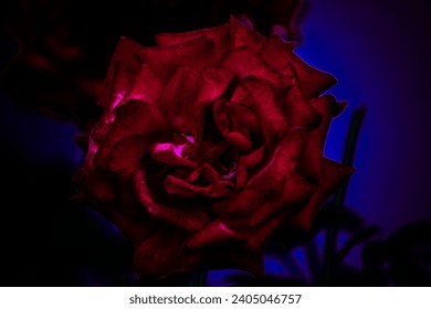 A pink reddish rose blooms and shines in its beauty on a blue background
