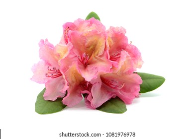 rosafarbene Rhododendron-Blume, Kopf auf weißem, isoliertem Hintergrund. Frühling.