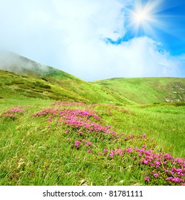 Pink rhododendron flowers on summer mountainside (Ukraine, Carpathian Mountains) and sunshine in sky - Shutterstock ID 81781111