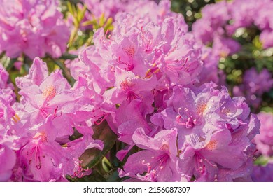 Pink Rhododendron Flowers With Water Drops From Rain Or Watering In Sun. Pink Natural Flower Background