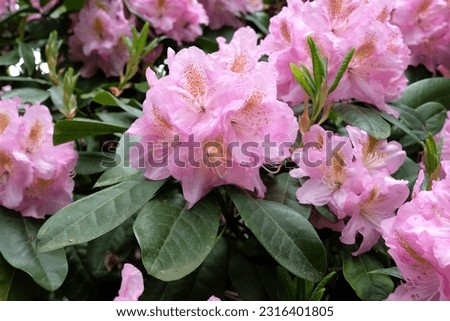 Pink Rhododendron 'Scintillation'  in flower.