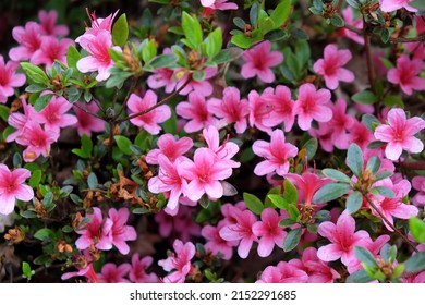 Pink Rhododendron 'Silvester' in flower