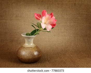 Pink Rhododendrons in a vase on dark background - Shutterstock ID 77883373
