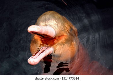 Pink River Dolphin Amazon Forest