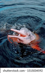 Pink River Dolphin Amazon Nature