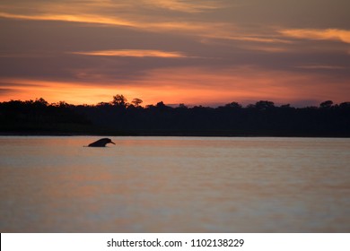 A Pink River Dolphin At Dusk On The Amazon River