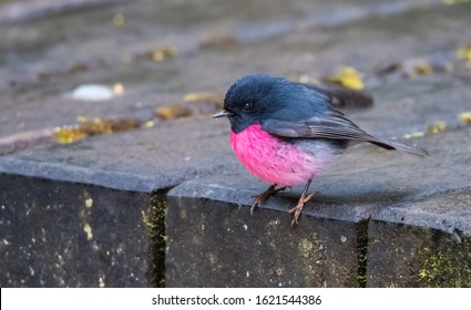 Pink Robin Photographed In Victoria Australia