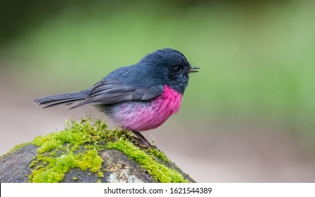 Pink Robin Photographed In Victoria Australia