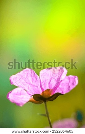 Similar – Image, Stock Photo Show Spring Flower Broken