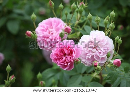 Pink Rosa 'Harlow Carr' in flower [[stock_photo]] © 