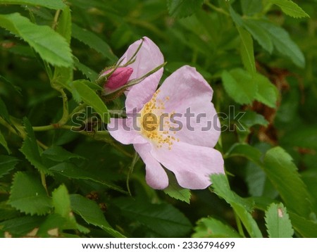 Pink Rosa Palustris, Swamp Rose and Bud