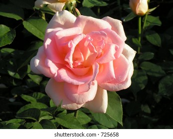 Pink rose - Powered by Shutterstock