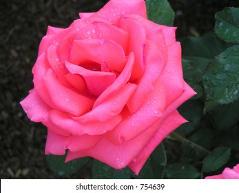 Pink rose - Powered by Shutterstock