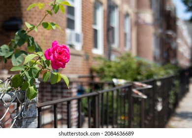 Pink Rose Along A Home Fence During The Summer In Astoria Queens New York