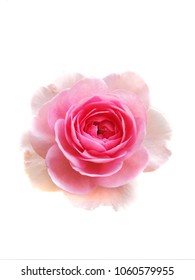 The Pink Rose Become Fully Open Roses On The White Background. Mon Coeur Is Rose - Pink, Lighter Edges. Moderate, Damask, Musk Fragrance. It Bred By Takunori Kimura. Introduced In Japan.