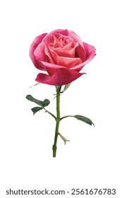 Pink Rose Blooming Flower on A Transparent Background. Blooming Red Rose Plant on a White Background