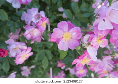 Pink Rose Blooming Flowers With Green Leaves In Garden - Powered by Shutterstock