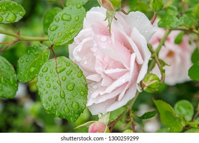 Pink Rose Blooming In A Garden With Dew Drops On It After Rain