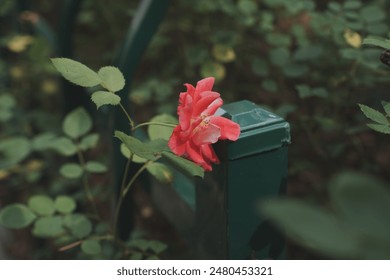 A pink rose blooming in a vibrant garden full of lush greenery - Powered by Shutterstock