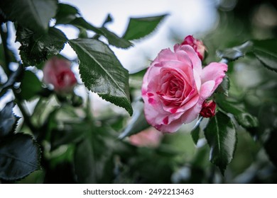 A pink rose blooms against a backdrop of lush green leaves. - Powered by Shutterstock