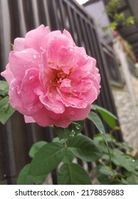 Pink Rose Blossom After Rain All Day Long