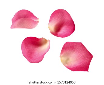 pink rose blossom leaves, petals, isolated - Shutterstock ID 1573124053