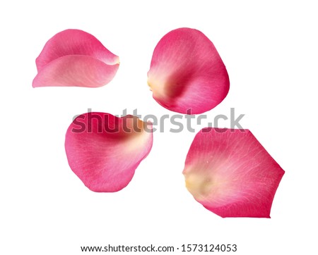 pink rose blossom leaves, petals, isolated