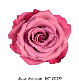 Pinkredwhite Rose Flower White Isolated Background Stock Photo ...