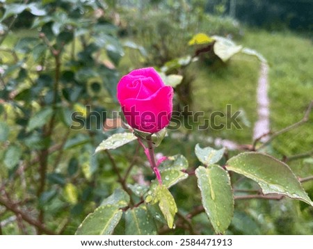Similar – Image, Stock Photo Rose blossom after the big rain