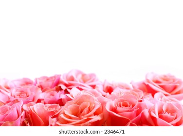 Pink Rose Border With White Space For Copy